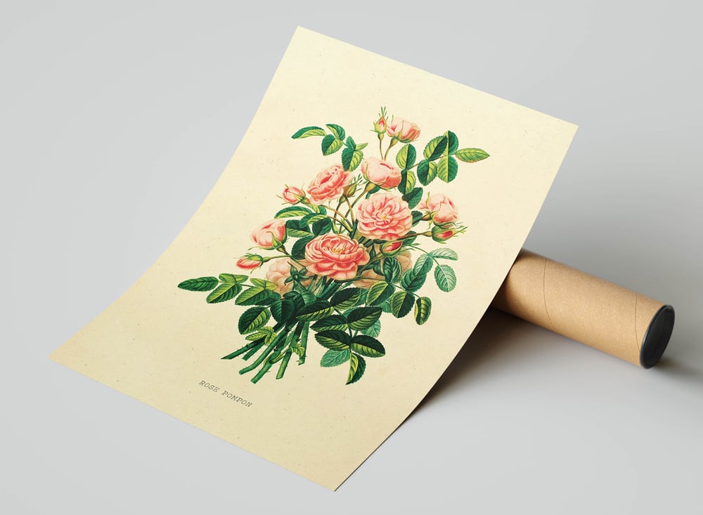 Vintage Floral Art Print Poster No 03 - Rose Pompon