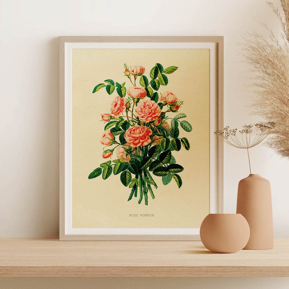 Vintage Floral Art Print Poster No 03 - Rose Pompon