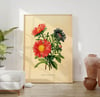 Vintage Floral Art Print No 04 - Reine-Marguerite, Aster Flower