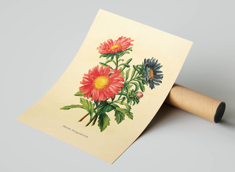 Vintage Floral Art Print No 04 - Reine-Marguerite, Aster Flower