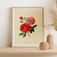 Image 2 of Vintage Floral Art Print Poster No 05 - Rose Flower