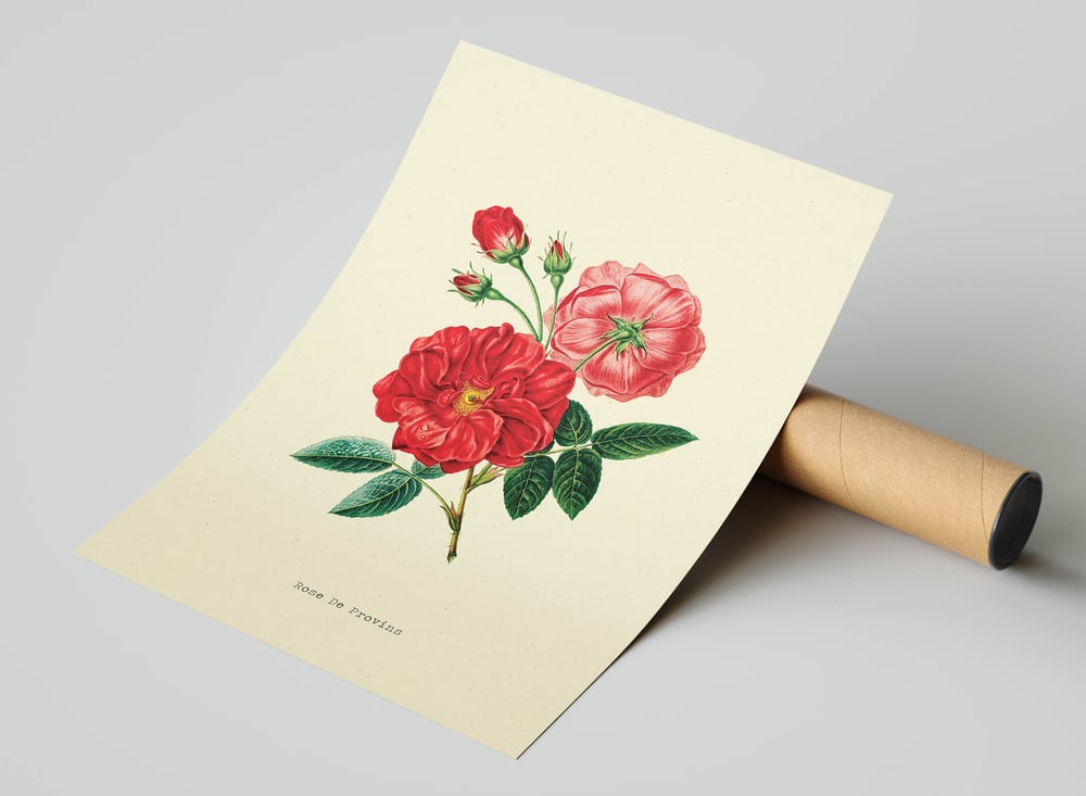 Vintage Floral Art Print Poster No 05 - Rose Flower