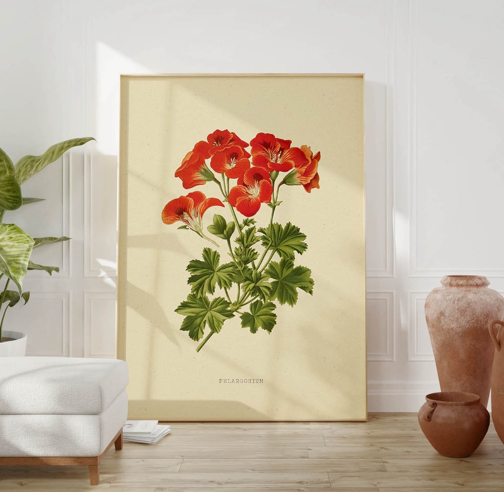 Vintage Floral Art Print Poster No 09 - Pelargonium Geranium