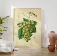Image 1 of Vintage Kitchen Art Print No 03 - Grape Berry Fruit