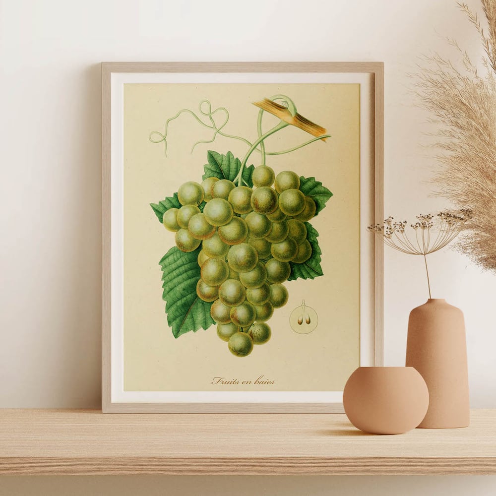 Vintage Kitchen Art Print No 03 - Grape Berry Fruit