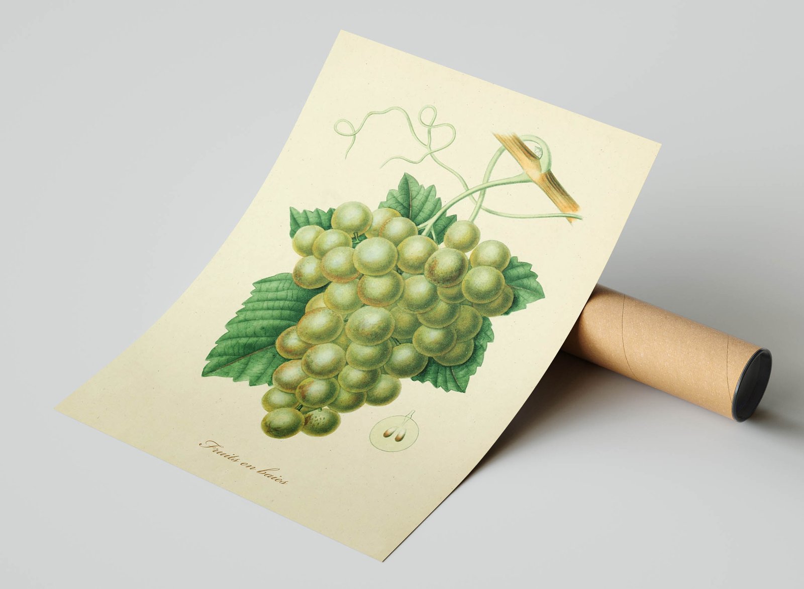 How to Illustrate Deliciously Realistic Grapes using Simple Techniques |  Envato Tuts+