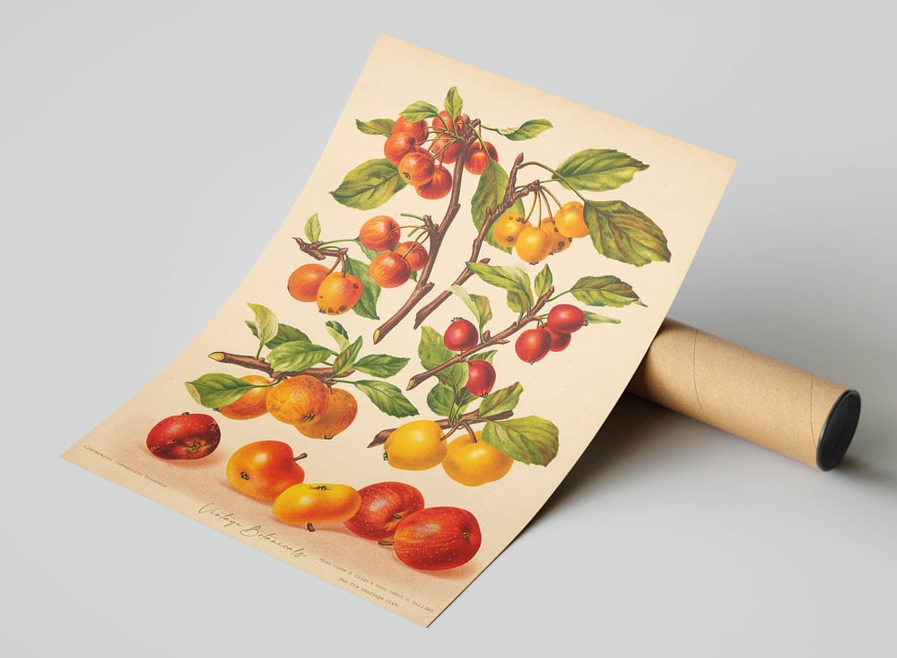 Vintage Kitchen Art Print Poster No 06 - Apple Tree