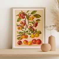 Image 2 of Vintage Kitchen Art Print Poster No 06 - Apple Tree