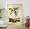 Vintage Nature Art Print Poster No 01 - Palm Tree