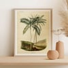 Vintage Nature Art Print Poster No 01 - Palm Tree