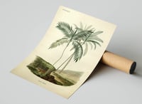 Image 3 of Vintage Nature Art Print Poster No 01 - Palm Tree