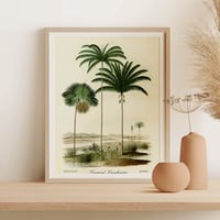 Image 2 of Vintage Nature Art Print Poster No 03 - Palms