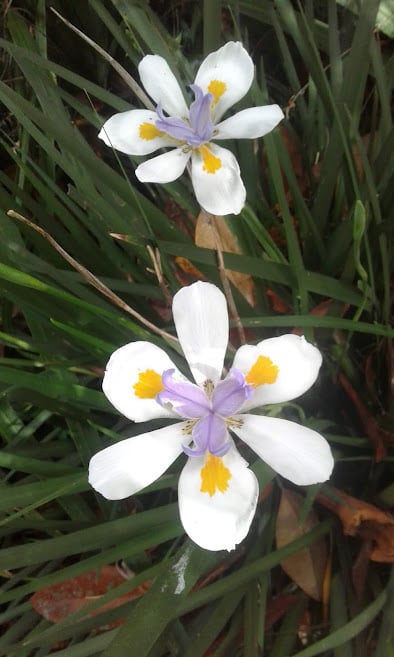 Image of Dietes grandiflora (Large Wild Iris or Fairy Iris)