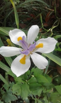 Image 1 of Dietes grandiflora (Large Wild Iris or Fairy Iris)