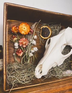 Image of Coyote Skull Shadowbox 