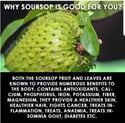 Soursop / Guanabana / Graviola, Fresh 1pc. (PRE-ORDER ONLY)