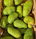 Soursop / Guanabana / Graviola, Fresh 1pc. (PRE-ORDER ONLY)