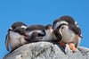 Gentoo Penguin Chicks