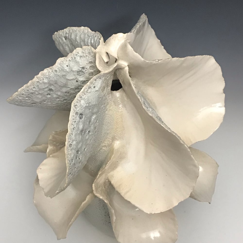Image of Squid