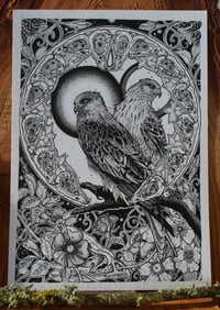 Image 3 of Red Kites