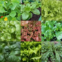 Image 1 of Year Round Salad 🥬
