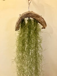 Image 1 of Tillandsia usneoides