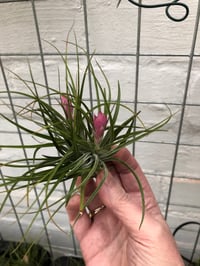 Image 1 of Tillandsia stricta green multi flower