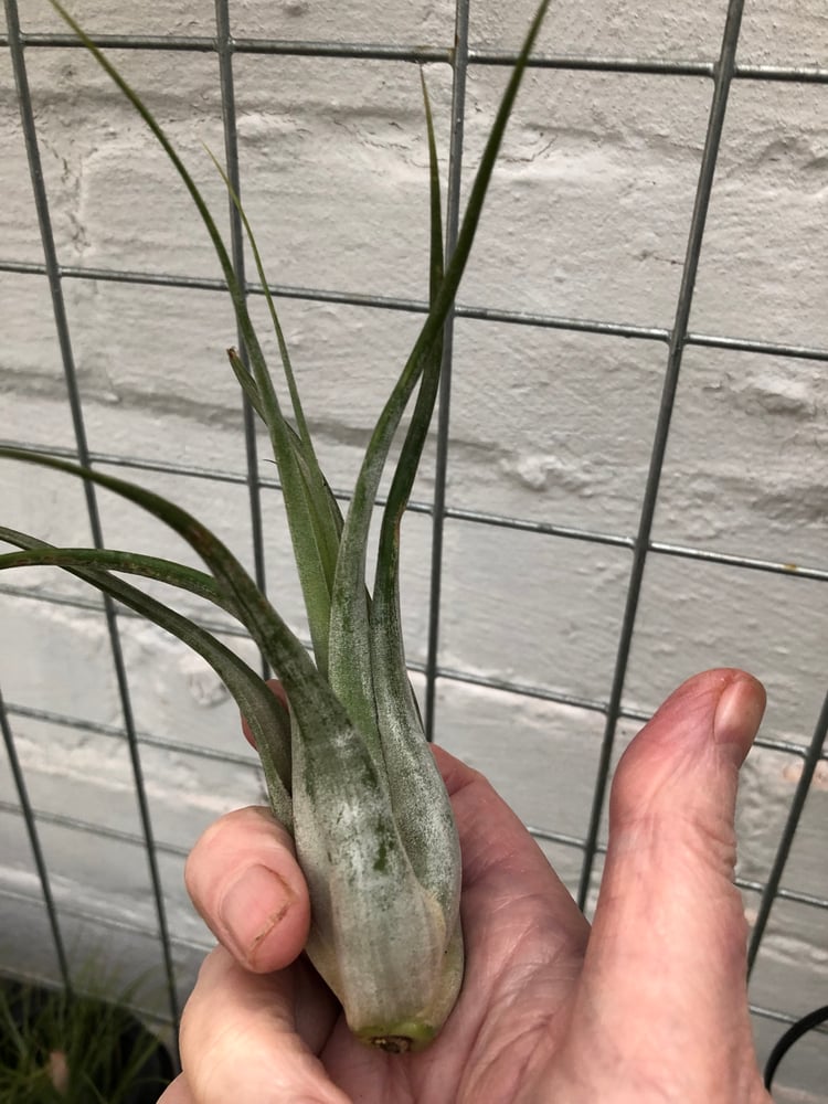 Image of Tillandsia circinata