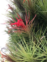 Image 2 of Tillandsia funkiana