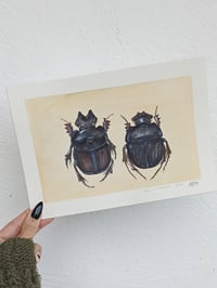 Image 3 of Dung Beetle Watercolor Illustration LIMITED EDITION PRINT 