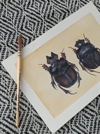 Image 4 of Dung Beetle Watercolor Illustration LIMITED EDITION PRINT 