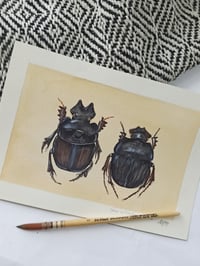 Image 2 of Dung Beetle Watercolor Illustration LIMITED EDITION PRINT 