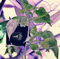 Image 1 of Deadly Nightshade Signet 