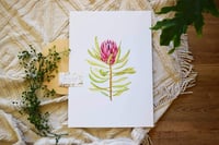 Watercolour protea prints