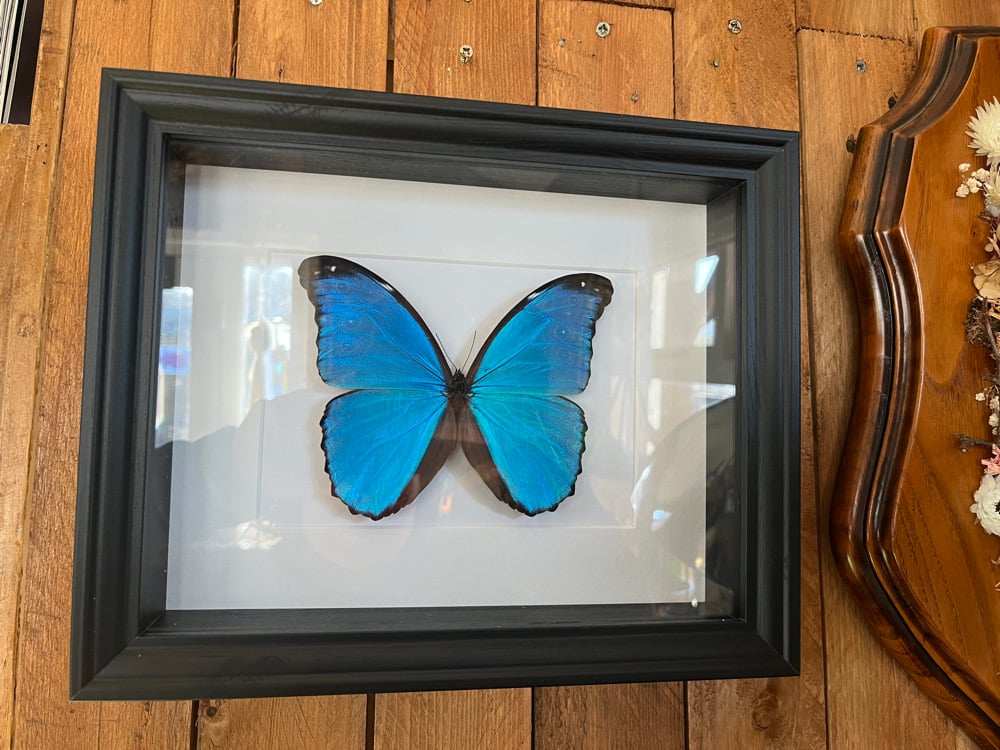 Image of Large Framed Blue Morpho Butterfly 🦋