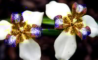 Neomarica northiana (Walking Iris)