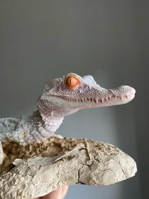 Albino Dwarf Caiman