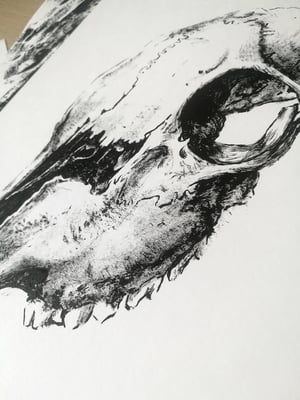 Animal skull study