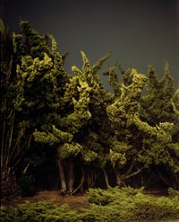 Cypress Trees, Marina Del Rey, CA. 