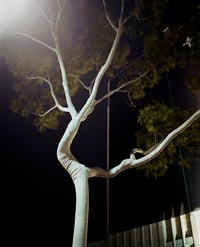 Eucalyptus Tree, Hollywood, CA. 