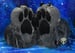 Image of Custom Fursuit Feet Paws