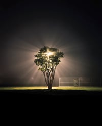 Tree, Marina Del Rey, CA. 