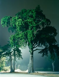 Monterey Pine, San Francisco, CA. 