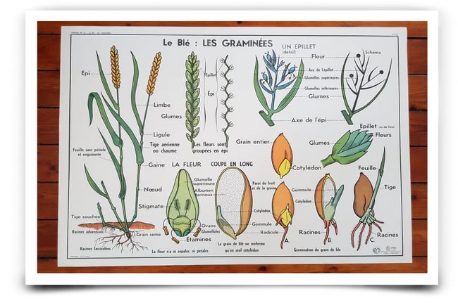 Affiche les plantes sans fleurs / les graminés