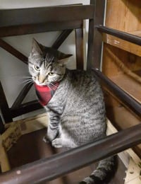 Pet bandana