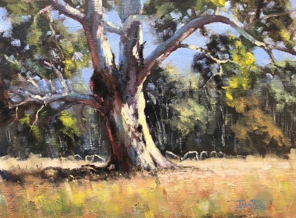 Image of Sunlit Gum, Wilbertree