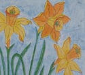 Daffodils