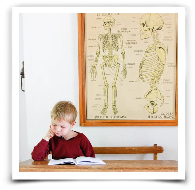 Affiche scolaire : Le squelette