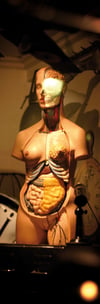 "Anatomia"