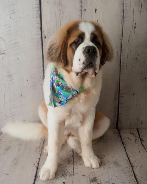 Image of Blue & Green Easter Bunnies Pet Bandana